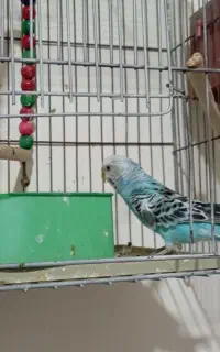بچه مرغ عشق ۲ ماه