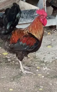 یک عددخورس زیبا یک ساله
