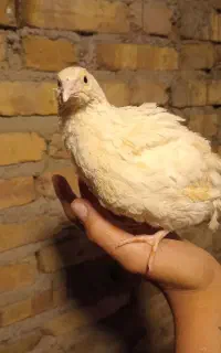 بلدرچین در ۵ رنگ‌