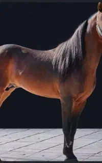 اسب کورد