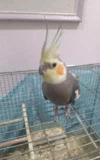 عروس هلندی نر ماده سخنگو همرا با ۴ تا تخم نطفه دار