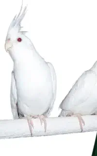 عروس هلندی گم شده