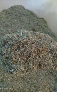 یو نجه