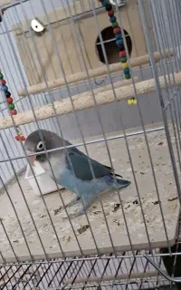 یک عدد کوتوله برزیلی گمشده است