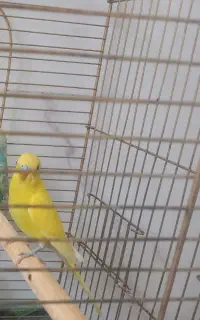 مرغ عشق گمشده