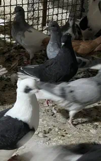 ۳۰ عدد جوجه رنگی ۴ ۵ پری ساز