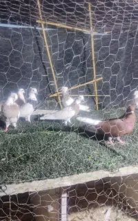 دسته کبوتر