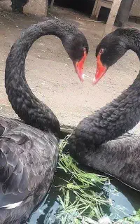 قو غاز مشکی