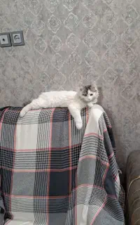 گربه نر پرشین ۴ ماهه