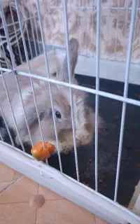 خرگوش لوپ نر با قفس و وسایل