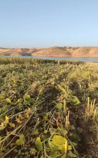 سرکارگرکشاورزی