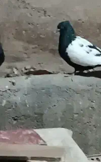 یجفت کفتر نقش درشت میزون کار داده