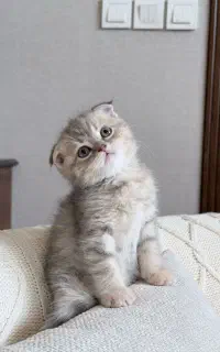 گربه اسکاتیش