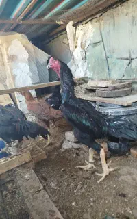 تخم نطفه دار لاری اوشامو و گلین