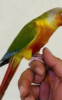طوطی گیرینچیک رام و دستی نر و ماده سخنگو و رقاص