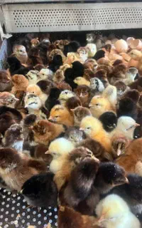 هندوانه دامی و پیاز و چیزای دیگ