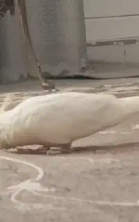 عروس هلندی گمشده در خیابان سوم قاضی آباد