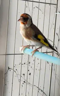سهره ماده