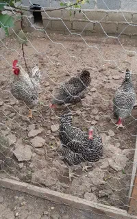 مرغ و خروس مولد آمروک و تخم آمروک