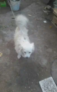 سگ پا‌مر