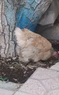 مرغ و جوجه