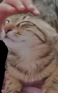 واگذاری رایگان گربه