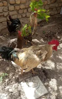 حیوانات خانگی