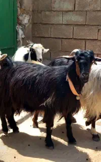 ۵ راس بز