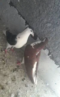 مجسمه کبوتر