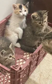 گربه