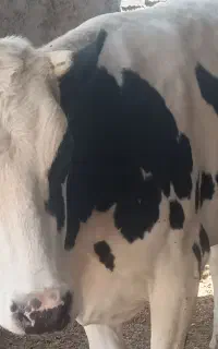 فروش گستر