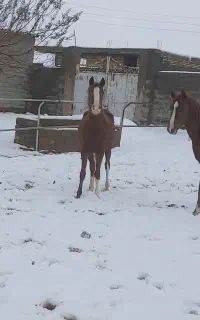 فروش مادیان عرب خالص. مدرک دارد