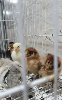 فروش جوجه محلی