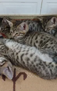 واگذاری گربه