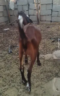 کهره نر لنگ چهارقلو