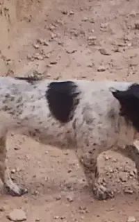 پاکوتاه ماده ادمی