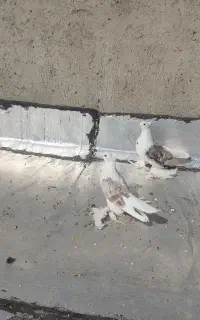 پشتدار پلنگی با ۳ تخم