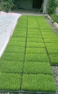 توم فجر درجه یک