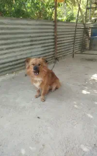 سگ پاکوتاه نگهبان