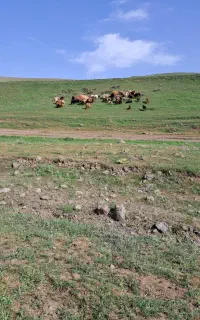 یک نفر برای چراندن گوسفند