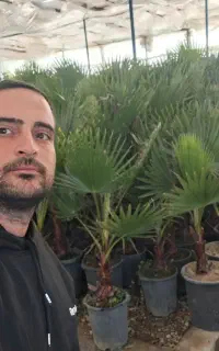 پالم تنه دار سبز و پر برگ باغ ویلا حیاط گلدان