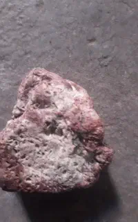 شجر