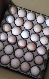 تخم مرغ آرین وزن ۱۲ به بالا