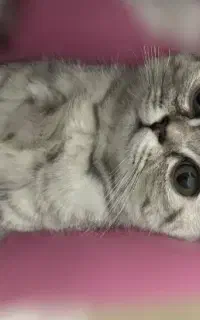 گربه بریتیش