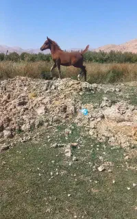 کره مادیون ۵ماهه شجره دار