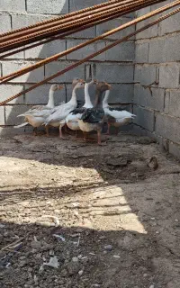 غاز ۴ ماهه
