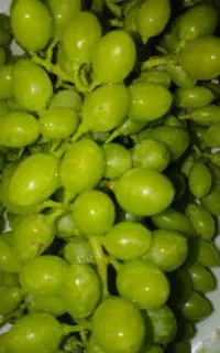 غوره محلی ابدار