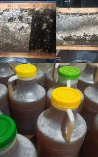 عسل کندو کاملا طبیعی