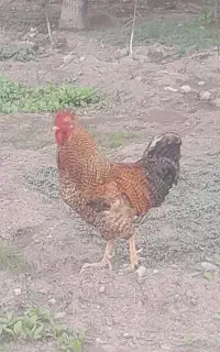 خروس