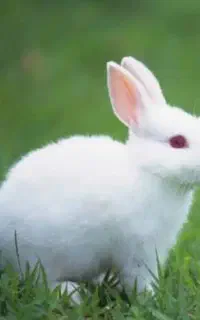 خرگوش